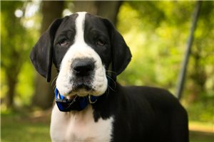 Maestro - Great Dane for sale
