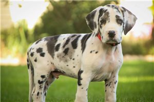 Neon - puppy for sale