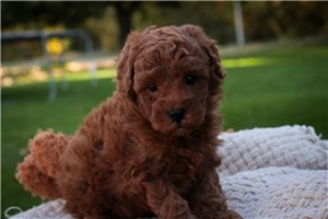 Tennyson - Poodle, Miniature for sale