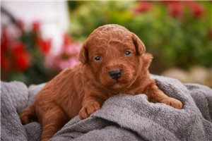 Tennyson - puppy for sale
