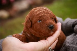 Tedd - puppy for sale