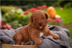 Tazz - Miniature Poodle for sale