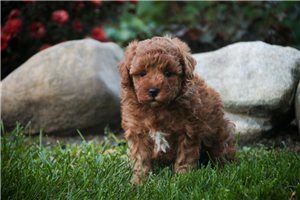 Tazz - Miniature Poodle for sale