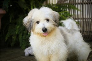 Alissa - Havanese for sale