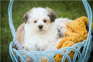 Alejandro - Havanese for sale