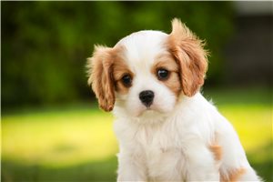Augustus - Cavalier King Charles Spaniel for sale