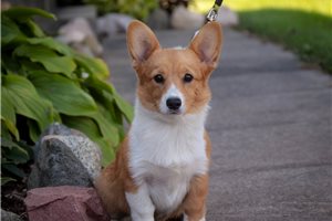 Allison - Pembroke Welsh Corgi for sale