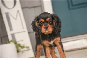 Malachi - Cavalier King Charles Spaniel for sale