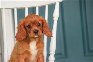 Magnum - Cavalier King Charles Spaniel for sale
