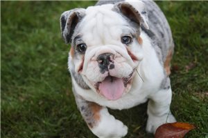 Rica - English Bulldog for sale