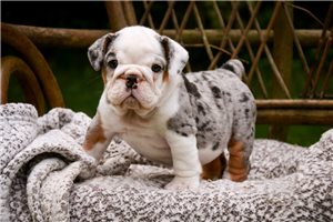 Rica - English Bulldog for sale