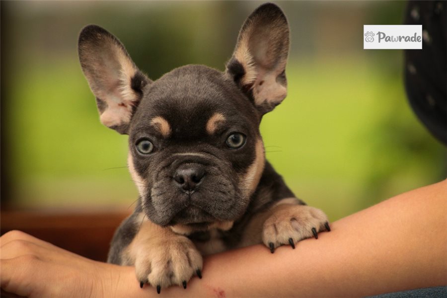 Asher - French Bulldog for sale