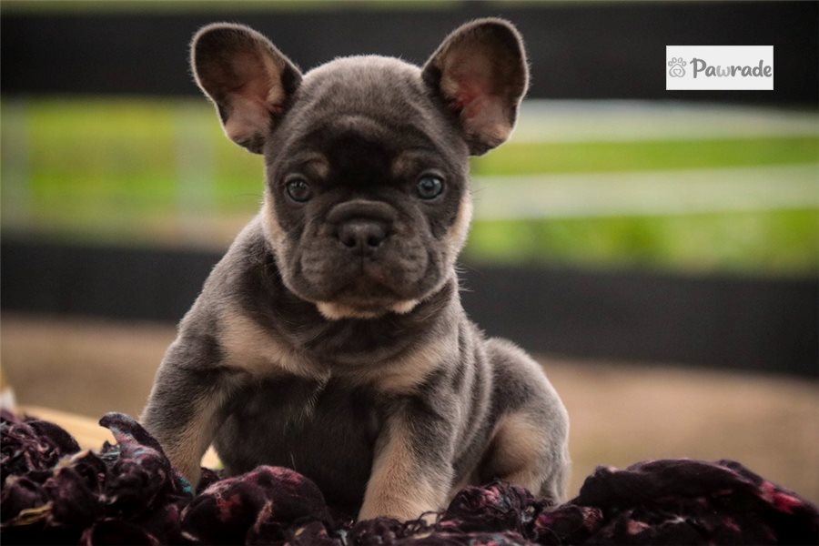 Amelia - French Bulldog for sale