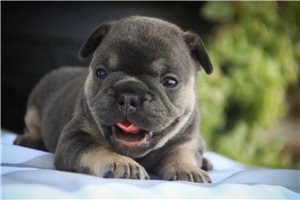 Amelia - puppy for sale
