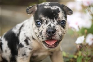 Abigail - French Bulldog for sale