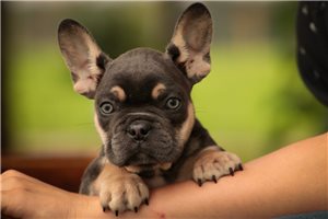 Asher - French Bulldog for sale