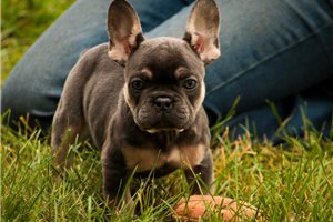 Addison - French Bulldog for sale