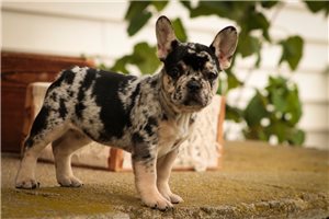 Abigail - French Bulldog for sale