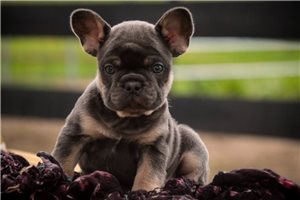 Amelia - French Bulldog for sale