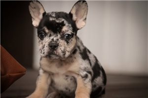 Abigail - French Bulldog for sale