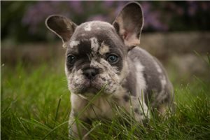 Armand - French Bulldog for sale