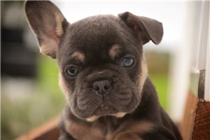 Addison - French Bulldog for sale