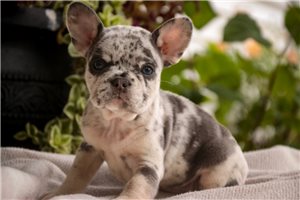 Alexis - French Bulldog for sale