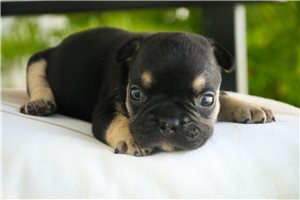 Atticus - puppy for sale