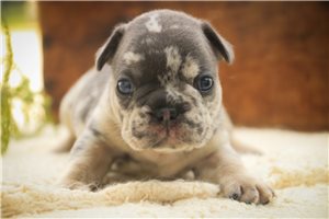 Armand - puppy for sale