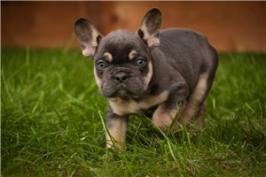 Asher - French Bulldog for sale