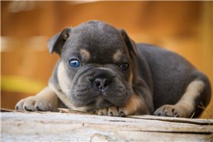 Asher - French Bulldog for sale