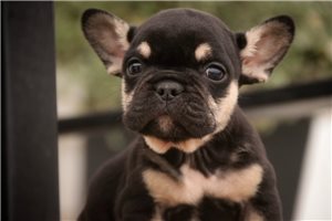 Atticus - French Bulldog for sale