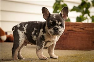 Armand - French Bulldog for sale