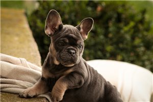 Amelia - French Bulldog for sale