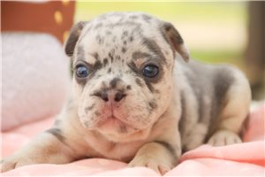 Alexis - puppy for sale