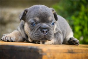 Addison - puppy for sale