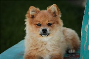 Renata - Pomeranian for sale
