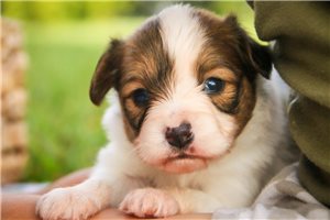 Arlo - puppy for sale
