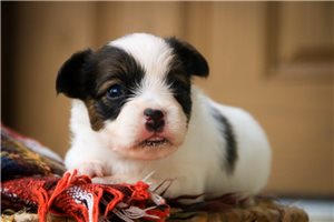 Amber - puppy for sale