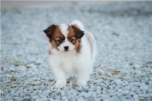 Apollo - Papillon for sale