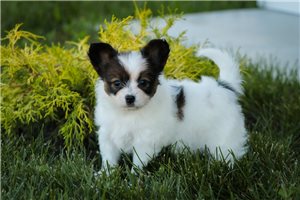 Amber - Papillon for sale