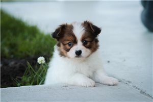 Arlo - Papillon for sale