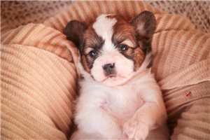 Apollo - Papillon for sale