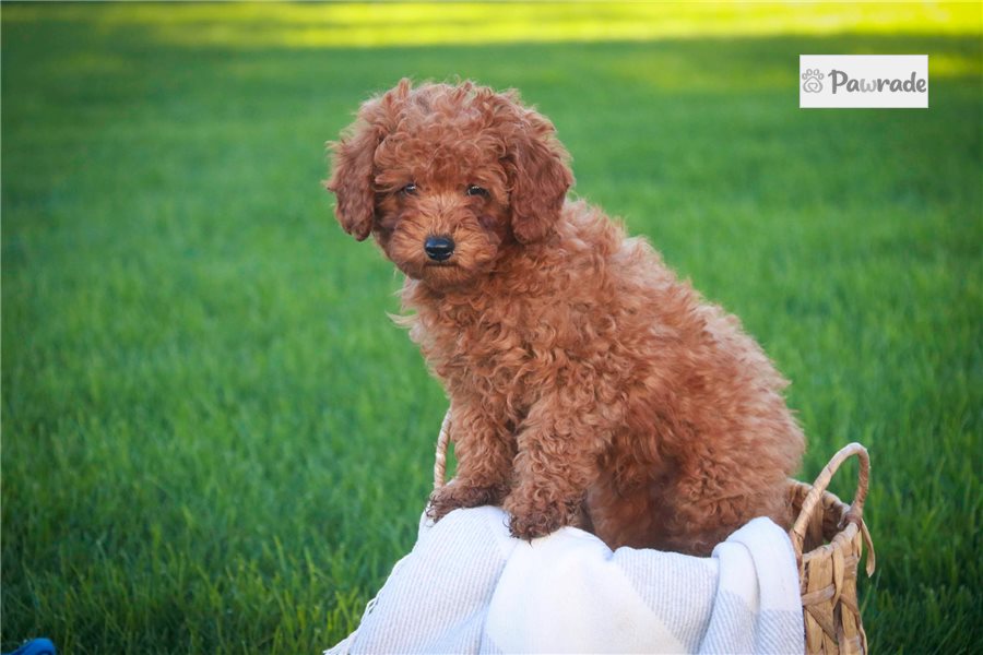 Niles - Miniature Poodle for sale