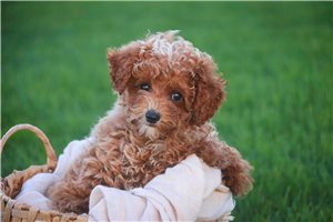 Nitro - Miniature Poodle for sale