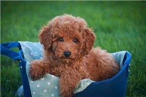 Ninja - puppy for sale