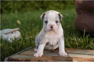 Alana - English Bulldog for sale