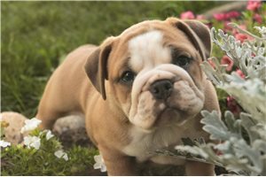 Bristol - English Bulldog for sale