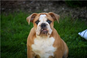Bristol - English Bulldog for sale