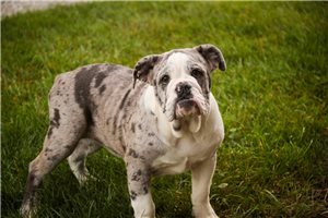 Alana - English Bulldog for sale